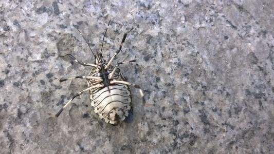 村里老人爱说：“有钱人吃鹿茸，没钱人吃屁巴虫”，屁巴虫是啥