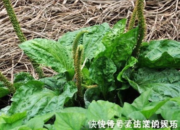 暑湿|车前草药食两用,车前草有什么功效和作用,车前草怎么吃