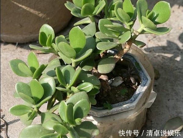 玉树年限到了不开花以下3个方面多注意,玉树花开爆盆又长久