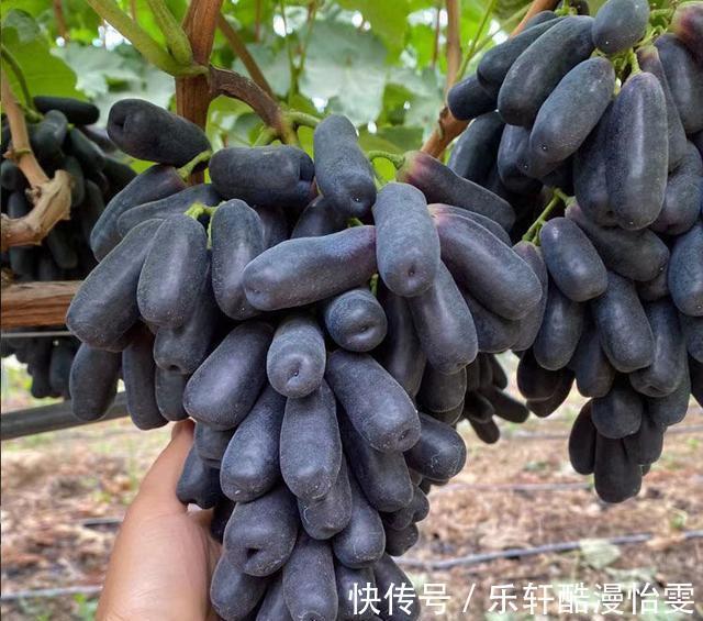 空地|家中有空地,此树种2棵,甘甜可口,比桃子梨好吃,种植简单易活