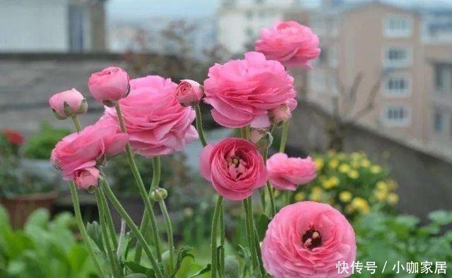 球根|花毛莨叶片似芹菜叶、球根像鸡爪,开花很好看,都叫它芹叶牡丹