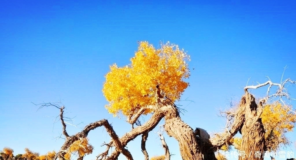 胡杨|塔克拉玛干沙漠有种会装死的树，一遇到水就起死回生，世界罕见