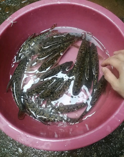 广东清远钓鱼人，水库大坝下钓起许多“老鼠鱼”来，这是什么鱼？