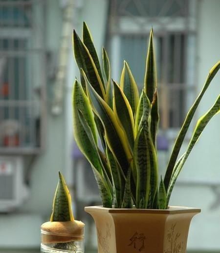 这三种花不爱喝水没事多晒晒，憋出一圈大花苞，越养越贵气