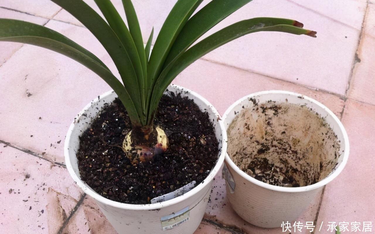  搞不好|换盆不能随便换，搞不好就害了心爱的它，爱它从学会换盆开始