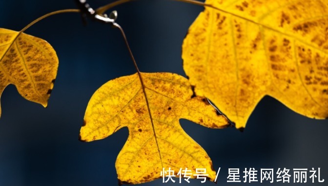 花草|想在客厅养花?这几个“规矩”可一定要懂,否则容易出差错