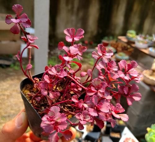 这3样冷门多肉花头似玫瑰，漂亮好打理，价钱还不贵