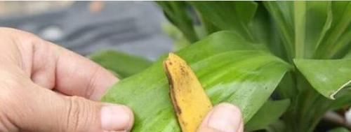 她用一斤香蕉皮把花养爆盆,全年不用施肥,花长得又壮又好开花多