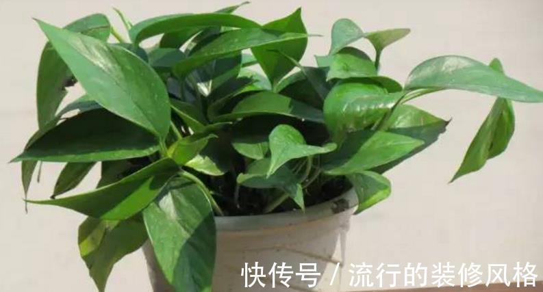 花友|家庭养花,盆栽黄叶不用慌,学会这些,随便来一招就搞定