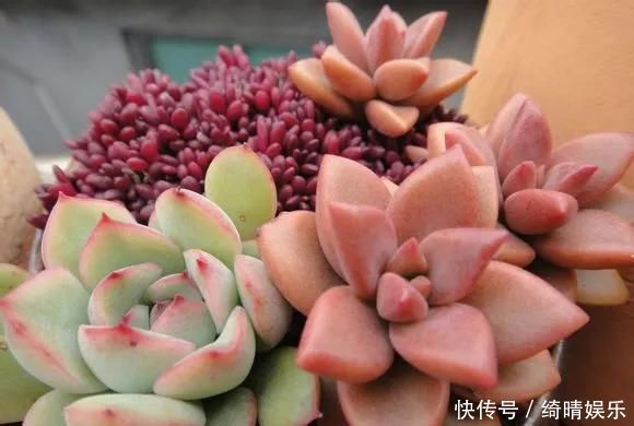 多肉养的胖嘟嘟,关键在浇水上,学学浇水小技巧,多肉长爆盆