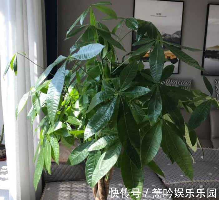 如果养着7种花,温度高及时“打顶”,这样才能枝繁叶茂