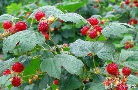 果实|公认“养不死”的7种水果盆栽,粘土就活,新鲜果实一年吃不停