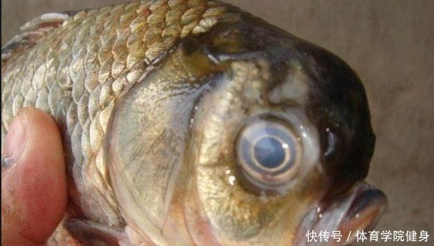 吃不得|钓到病鱼、畸形鱼能吃吗别贪嘴,有些鱼吃不得,还是放流为好