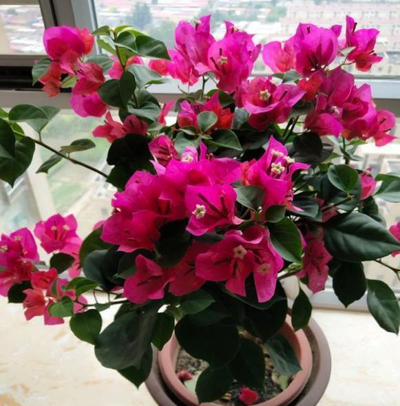 修剪三角梅,记住“3字口诀”,侧芽多,花苞多,开花爆盆很简单