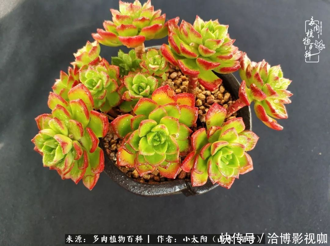 小苗|脱坑一年,最后发现自己生活里始终离不开多肉!