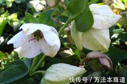 几种花谁见了都喜欢,婀娜多姿,妖艳妖娆,层层交叠