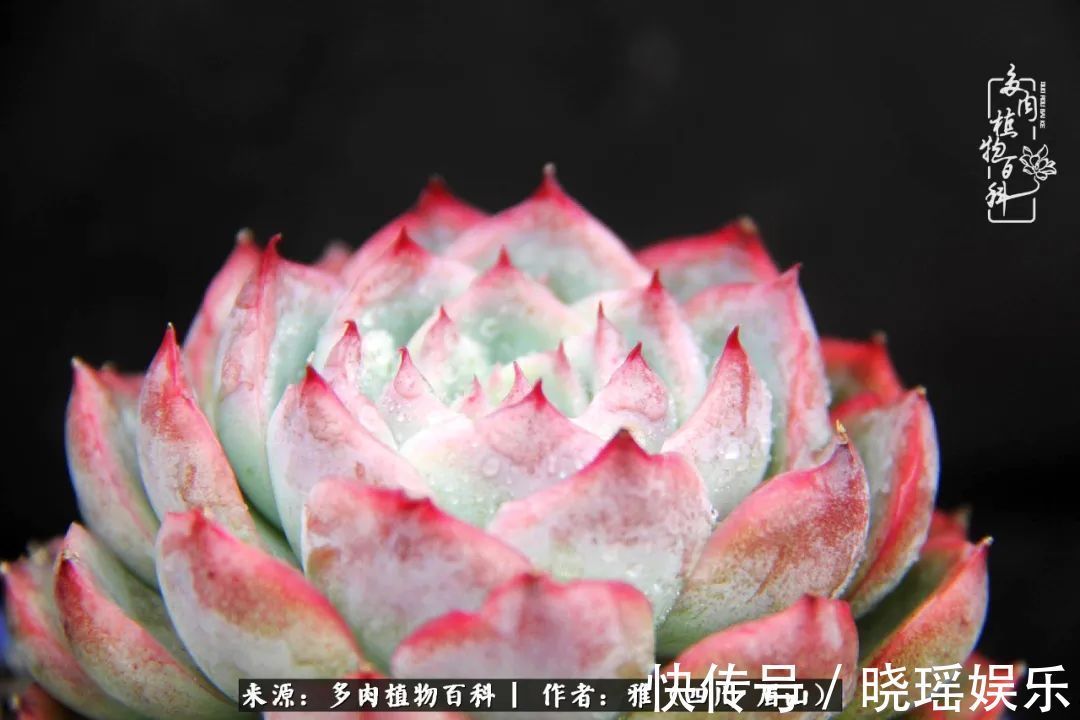 万圣节|养多肉六年,从痴迷到佛系,世事漫随流水,唯有喜爱永恒!