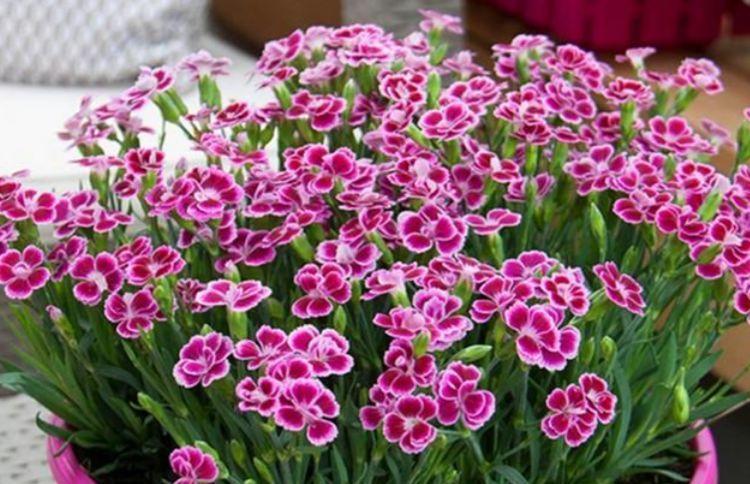 4种漂亮花,好养易活能爆盆,丢盆里猛长,开花多又美