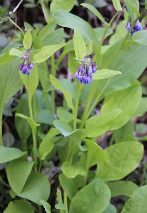 植物|极其少见的几种多年生开花植物,都是比较罕见的花卉