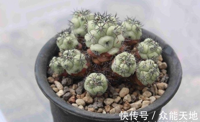 m帝王丸, 霸气的仙人球, 你想养一颗吗?