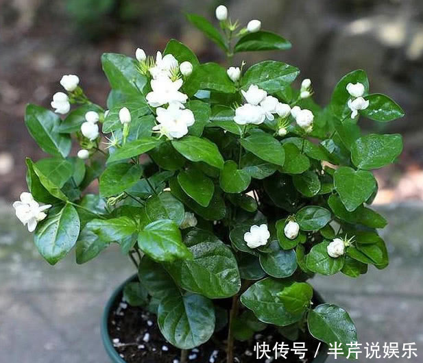 养栀子花、茉莉花这点最关键，不黄叶掉叶，开花多又香，爆满盆！