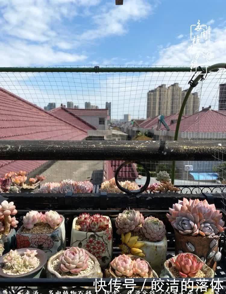 阳光露台多肉,天时地利人和!美肉知时节,当春乃发生!