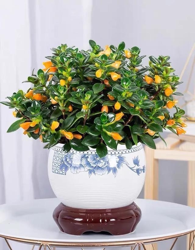 吊兰长出了“金鱼”,极好的兆头,寓意“年年有余”!