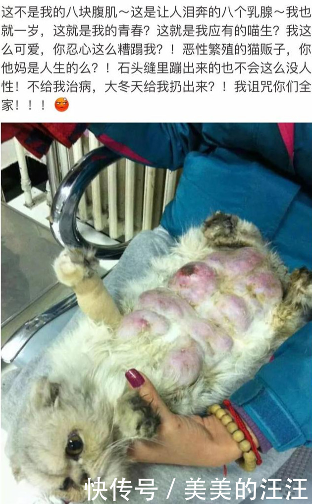 狗狗乳腺炎初期图片