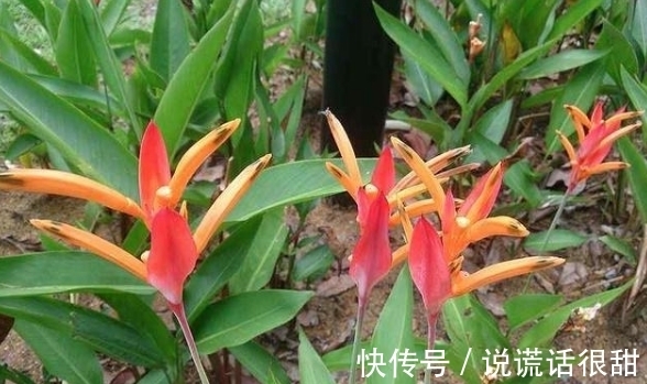菊花|喜欢菊花,不如养盆“花中精品”鹦鹉花,花色丰富,小巧玲珑