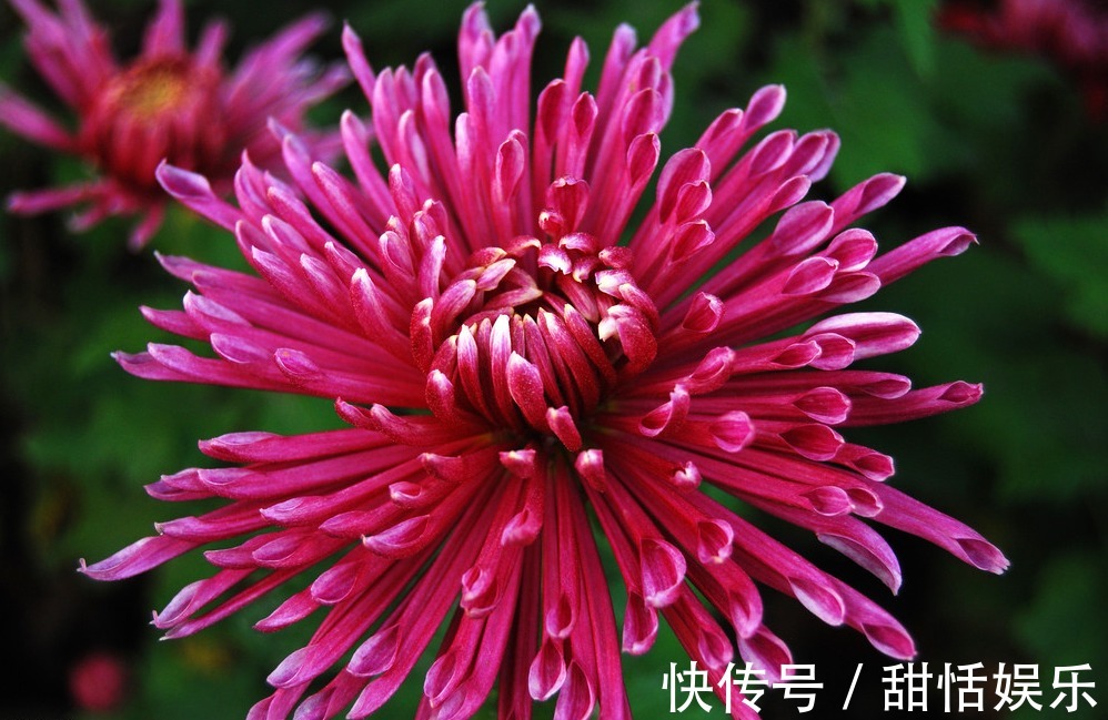 珍品#喜欢菊花,不如养盆“菊中珍品”滦水墨凤,似凤凰飞舞,高贵优雅