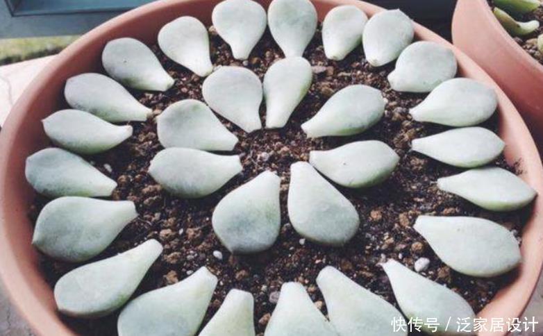 冬天养多肉,温度合适别闲着,叶插发芽欢乐多,长成仔仔多快乐!