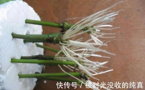 扦插育苗|养花小技巧:怎么自制黄豆肥?防范病虫害?扦插育苗?