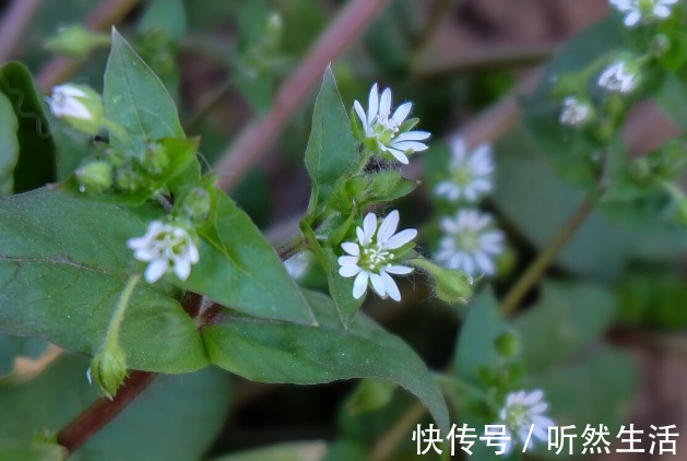 鱼腥草|66种野菜大图片，带你见识不同的野菜和吃法，你想要的野菜这里有