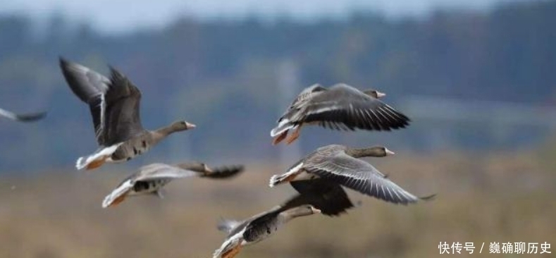 蜀中九日$王勃在重阳节独自登高,信手拈来写下一首诗,感动了无数游子!