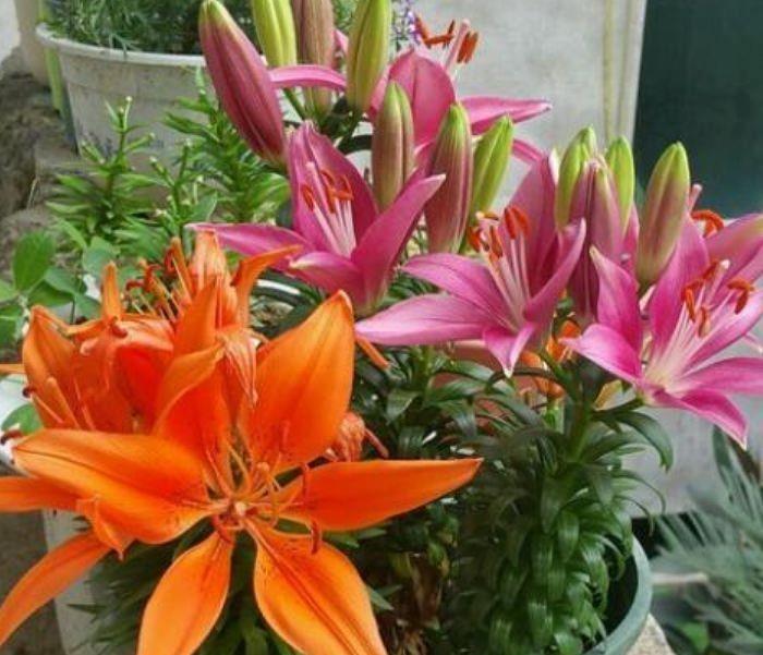 几款花卉,风吹开花旺,花朵姿态万千,媲美玫瑰