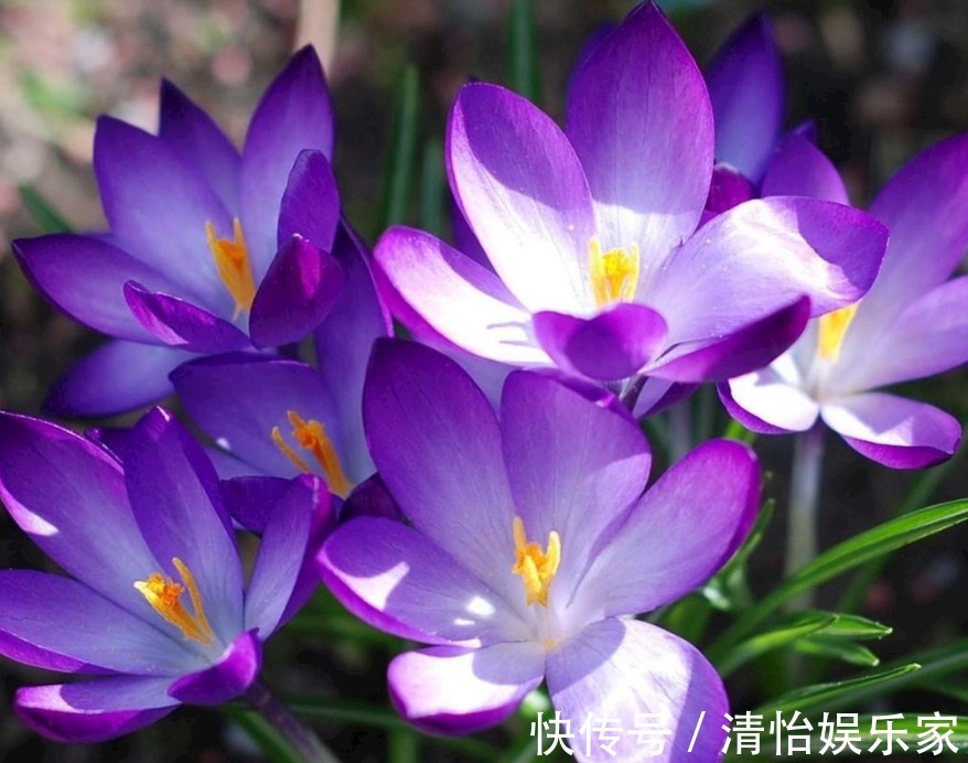 药用价值!此花精致优雅香味独特,具有很高的药用价值,象征着真心的爱情