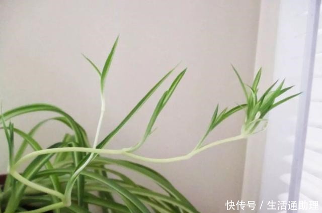 吊兰促进长匍匐分枝的秘诀，茎叶枯萎要怎么解救！