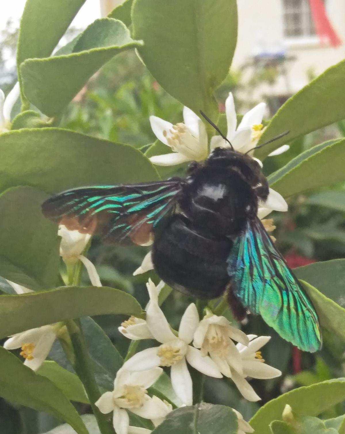 过敏|前方有花粉，花粉过敏者请小心！当然，也有花对你友好