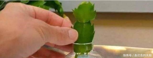 “它”的汁液,对“蟹爪兰”有奇效,一杯“水”一株变数株!