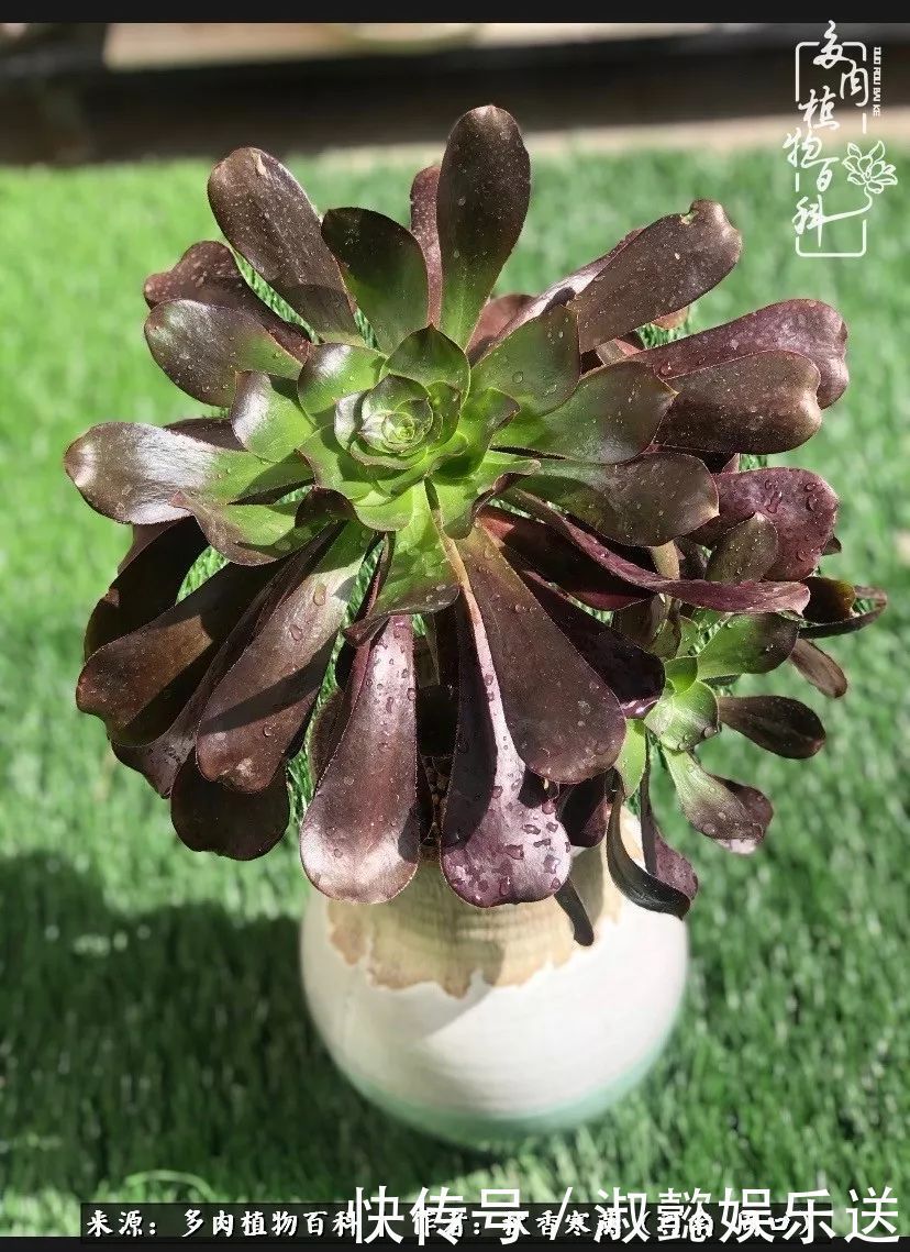 百科|多肉千万种,我独爱法师!爱它的霸气,更爱它的华丽蜕变!