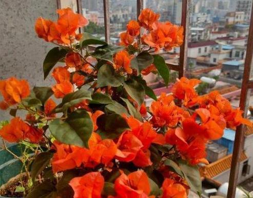 南方栽花赏花当首选三角梅，盆栽催花，用上3技巧轻松搞定