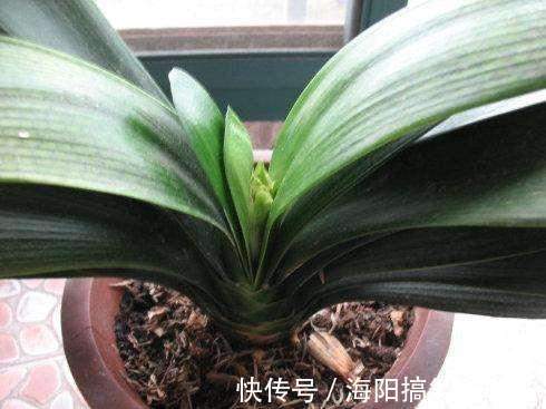 君子兰长得慢、不开花?2种肥扔盆里,注意几点,轻松开爆盆
