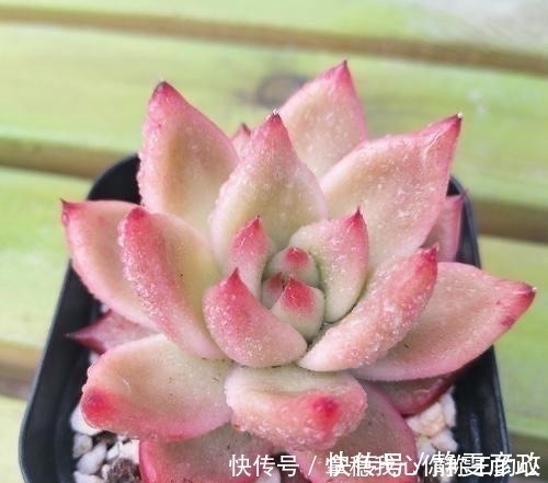 5种多肉名字太洋气,听起来就像大明星,养在家里“倍儿有面”!