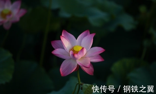 桃花|九月，喜事不断，事业遇贵人，拼搏未来，桃花朵朵，幸福美满