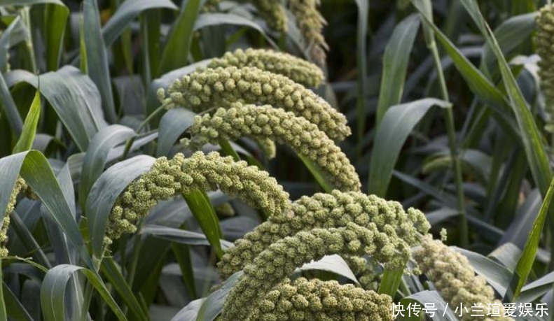 才子|才子一生懦弱,看见富家子弟踩踏庄稼气不过写首诗,令人肃然起敬