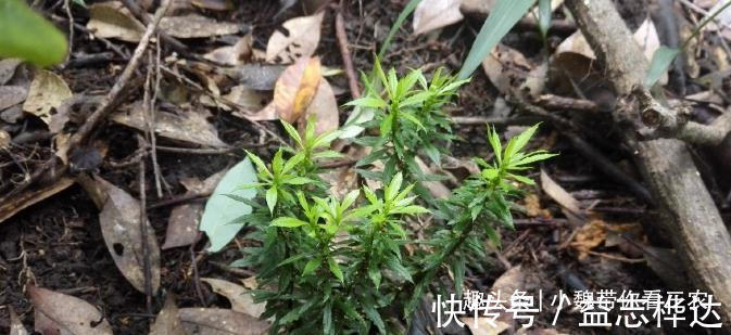 千层|农村山上1种“蛇足石杉”,跌打驳骨药,见到别不认识,市价300元