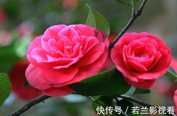 思维方式#老实人心直口快,背会4句为人处世的“口诀”,才能福从口入!