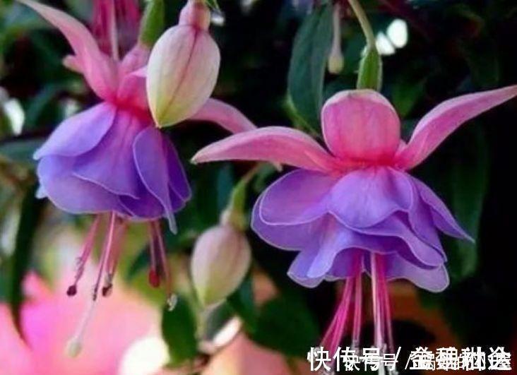 4种花不怕冷不怕热,好养又漂亮,养家里,1盆顶5盆