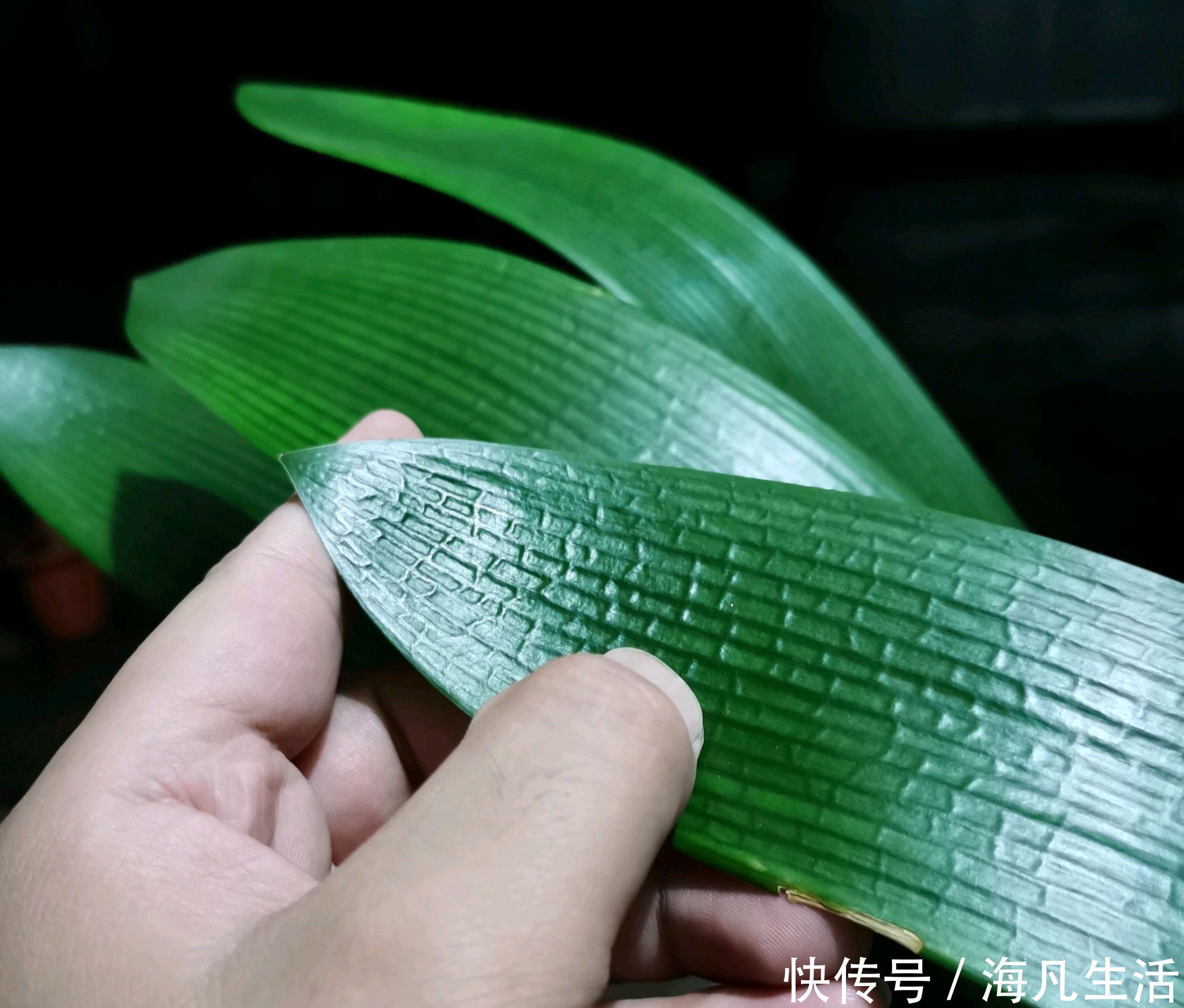 养护君子兰盆栽,做到3点,君子兰的叶片绿油油而起纹路,好看