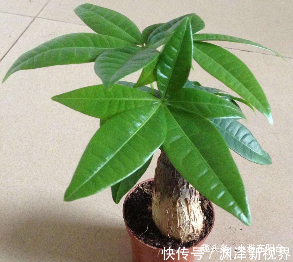 浇水|家庭养“发财树”,别乱施肥、乱浇水,控制好光照,蹭蹭长得旺!